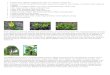 The cross vine is a climbing, woody vine reaching 50 ft. long with · PDF file 2017. 8. 3. · The cross vine is a climbing, woody vine reaching 50 ft. long with showy, orange-red,