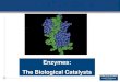 Enzymes: The Biological Catalysts...Enzymes •Enzymes are biological catalysts that increase the reaction rate of biochemical reactions. 4 Characteristics of enzymes A. Made of proteins