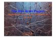The Blue Brain Project Digital Digital Reconstruc0on and ...thebrainforum.org/downloads/Presentations-2015-and... · H. Newton,1 Max Nolte,1 Aleksandr Ovcharenko,1 Juan Palacios,1
