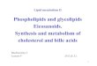 Phospholipids and glycolipids Eicosanoids. Synthesis and ......• supply polyunsaturated fatty acids for the synthesis of eicosanoids • act in anchoring of some (glyco)proteins