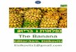 האירבה תואלפנ...Dan Koeppel, author of Banana: The Fate of the Fruit That Changed the World, explains how the banana found this unlikely stardom. He calls the fruit “one