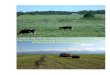 CODUL DE BUNE PRACTICI AGRICOLE PENTRU PROTECŢIA  ...

1 codul de bune practici agricole pentru protecŢia apelor Împotriva poluĂrii cu nitraŢi din surse agricole