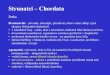 Strunatci Chordata - Masaryk University · 2012. 2. 23. · Strunatci – Chordata Znaky: Pleziomorfní – původní, obecnější, primitivní, které s nimi sdílejí i jiné skupiny