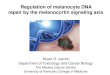 Regulation of melanocyte DNA repair by the melanocortin … · 2017. 5. 24. · Regulation of melanocyte DNA. repair by the melanocortin signaling axis. Stuart G. Jarrett. Department