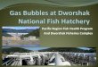 Pacific Region Fish Health Program And Dworshak Fisheries … Annual... · 2018. 5. 21. · Dedicated DFC staff ... %TDG in North Fork Clearwater R., the collection channel at Dworshak