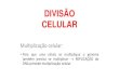 DIVISÃO ocelular.pdf · PDF file DIVISÃO CELULAR •MITOSE: divisão das células somáticas (crescimento, diferenciação e regeneração tecidual) células diplóides 2n-resulta