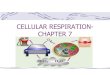 CELLULAR RESPIRATION-CHAPTER 7 ... CELLULAR RESPIRATION- CHAPTER 7 17 WORDS ALCOHOLIC FERMENTATION ACETYL COENZYME A ANAEROBIC PATHWAY AEROBIC RESPIRATION CELLULAR RESPIRATION CITRIC