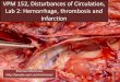 Lab 2: Hemorrhage, thrombosis and infarctionpeople.upei.ca/smartinson/Circulatory_lab_2.pdfVPM 152, Disturbances of Circulation, Lab 2: Hemorrhage, thrombosis and infarction •Arrange