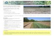 Do you have a problem with soil washing from your field?...Do you have a problem with soil washing from your field? A vegetative barrier can help control washouts in your crop fields,