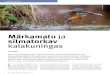 Märkamatu ja silmatorkav kalakuningas - EOÜ - Eesti ......Vähesed Eesti linnud suudavad jää-linnuga värvikirevuses konkureerida. Selle kuningliku linnu pilte vaadates on raske