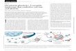 REVIEW Chromatin plasticity: Aversatile landscape that underlies … · Tejas Yadav, Jean-Pierre Quivy, Geneviève Almouzni* During development and throughout life, a variety of specialized