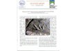 New Diapositiva 1 - G.M.P.E · 2018. 1. 17. · P Atco G.M.P.E. GRUPPO MINERALOGICO PALEONTOLOGICO EUGANEO NOTIZIARIO N. 65 - dicembre 2010 I dinosauri del Pasubio precisano la geografia