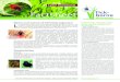 Lyme borreliosis · PDF file 2017. 5. 16. · >Lyme borreliosis Factsheet borne diseases Tick-Name and nature of infecting organism L yme borreliosis (LB) is a tick-transmitted bacterial