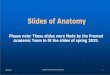 Slides of Anatomy - JU Medicine · 2019. 5. 2. · Please note: These slides were Made by the Premed Academic Team to fit the slides of spring 2019. Slides of Anatomy Spring2019 Dr,Maher
