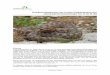 Thrakien 2017 herpetologische Beobachtungen-3...machten Fotos von Martin Hohermuth und mir dokumentiert Herpetofauna Thrakien Beobachtungen Sonntag, 14. Mai 2017 Lake Ismarida Wetter