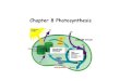 Chapter 8 Photosynthesis · 2018. 9. 10. · A Photosynthesis Road Map •Photosynthesis occurs in twomultistep stages: 1. the light reactions convert solar energy to chemical energy