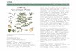 Plant Guide - USDA PLANTS€¦  · Web viewIn the United States, Montana, North Dakota, Washington and Idaho lead production (USDA-National Agricultural Statistics Service, 2012)