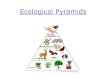 Ecological Pyramids - Ms. Tara Davismstaradavis.weebly.com/uploads/1/1/0/7/110763663/6...Ecological Pyramids. TROPHIC LEVELS An organism’s trophic (feeding) level is determined by