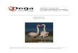 Flamingo Kislama Raporu 2005 finalllllllll · Ö. Balkız / 2005 Türkiye Flamingo Kış Gözlem Raporu 4 Tablo 1. 2005 Flamingo Kışlama Arazi Çalışması Sonuçları Alan Tarih