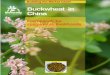 Framework for sustainable livelihoods · In China, Buckwheat is regarded as a functional food due to its high nutritional and medical values. Buckwheat is very well suited to processing