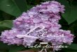 Lilacs for Cold Climates (A3825) - Shopifylilacs exist, offering a stunning range of flower colors, blooming periods, intensity of fragrance, and plant sizes. This publi-cation is
