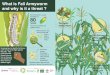 What is Fall Armyworm and why is it a threat€¦ · end of their body. mark on their heads Oldest larvae Middle aged larvae Young larvae When the eggs are ready to hatch, they are