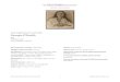Alfred Stieglitz (American, 1864–1946) Georgia O'Keeffe · THE Alfred Stieglitz COLLECTION OBJECT RESEARCH THE ART INSTITUTE OF CHICAGO 1 PUBLISHED JUNE 2016 Alfred Stieglitz (American,