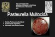 Pasteurella Multocida FES CUAUTITLÁN UNAM MEDICINA ... · a la cavidad torácica, afectando aproximadamente el 80 % del ... Histopatología A nivel microscópico, la luz de los alvéolos