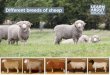 Different breeds of sheep...Some breeds are used for meat, others for milk and some breeds are used to produce both wool and meat. These are dual-purpose breeds. Common dual-purpose