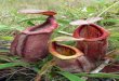 New Nepenthes - Marcello CatalanoNew Nepenthes– 106 – was told, pitcher plants could be seen growing wild. Thorough studies carried out over a number of visits led to my realising