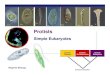 Protists - Loudoun County Public Schools€¦ · Protist Diversity Beneficial & necessary Protists phytoplankton small algae + diatoms much of the world’s photosynthesis produces
