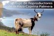 V Catálogo de Reproductores de la Raza Caprina Palmeracabrapalmera.webgescan.com/wp-content/uploads/sites/17/... · 2020. 1. 3. · Ganadería: Brenda Rodríguez Concepción Ficha