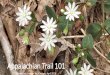 Appalachian Trail 101 - Herbal Educatorherbaleducator.com/.../Appalachian-Trail-101pdf-1.pdf · Appalachian Trail 101 Flowers on Springer Mt, Georgia, April 2016. What is the Appalachian