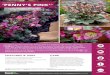 ‘PENNY’S PINK’ - Plants Management Australia · Penny’s Pink is a breakthrough variety. Stunning deep pink flowers appear from mid-late winter through until early spring each