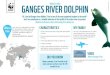 GANGES RIVER DOLPHIN - WWFassets.wwf.org.uk/downloads/ganges_river_dolphin... · Hi, I am the Ganges river dolphin. I live in one of the most populated regions in the world - and