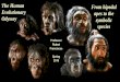 From bipedal Evolutionary apes to the Odyssey symbolic species · (Australopithecines) Paranthropus. From: Wood B & Grabowski M (2015) In: Macroevolution E Serrelli & N Gontier (Eds),