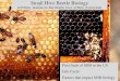 Small Hive Beetle Biology - Beecome 2017 · dealing with SHB. Keep strong hives. Remove weak hives or combine. High bee to comb ratio….no extra comb. Make splits with more bees…less