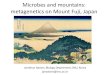 Microbes and mountains: metagenetics on Mount Fuji, Japan and Mountains Metagenetics on Moun… · metagenetics on Mount Fuji, Japan Jonathan Adams, Biology Department, SNU, Korea