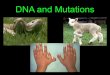 DNA and Mutations - rbvbiotech2019.weebly.com€¦ · Types of Mutations Point mutations Frameshift mutations Chromosomal mutations. THE DOG BIT THE CAT DNA Types of Mutations. THE