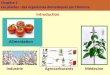 Chapitre 2 Les plantes : des organismes domestiqués par l ...blogpeda.ac-bordeaux.fr/.../03/Diapo...Plantes_TS6.pdf · Chapitre 2 - Les plantes : des organismes domestiqués par