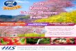 TOURS Kawazu Cherry Blossom Festival the earliest blooming cherry blossoms nearby Tokyo. Take a walk