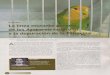 Nuevo Documento de Microsoft Word - Pájaros Pololopajaros-pololo.es/wp-content/uploads/2012/04/9parazul... · 2019. 12. 13. · Figura 4. Agapornis roseicollis opalinos lutinos cara
