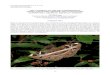 Erebus ephesperis 10June2011-cks02 · PDF file Fig. 1. Dorsal view of the moth Erebus ephesperis (forewing length ca. 43 mm) feeding on the ripened fruit of the sendudok shrub, Melastoma