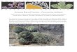 Arizona Barrel Cactus –Ferocactus wislizeni · PDF file Arizona Barrel Cactus –Ferocactus wislizeni. Other common names: Candy barrel cactus, Fishhook barrel cactus, Southwestern