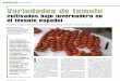 cultivos tomate ledades de CoL late · 2009. 6. 16. · cultivos tomate 1 ledades de CoL late cultivadas bajo invernadero en el levante español Elección y caracterización del material