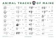 ANIMAL TRACKS OF MAINEDirection of travel of all tracks is to the right » ALL IN FOR THE MAINE OUTDOORS mefishwildlife.com Originally prepared by Klir Beck. Revised by Cindy House