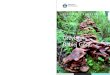 Grzyby Babiej Góry - Babiogórski Park Narodowy · 2019. 10. 2. · 9 Grzyby i ich rola w środowisku naturalnym Wprowadzenie do znajomości grzybów Babiej Góry Fungi and their