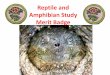 Reptile and Amphibian Study Merit Badgemeritbadgehelpbsa.sirjames.info/.../reptile-and-amphibian-power-poin… · Amphibian means “double life”. Most live in water as a larvae
