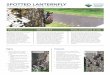 What is it? Where is it? Trees and plants at risk · 2020. 7. 27. · Trees and plants at risk Spotted lanternfly (SLF; Lycorma delicatula) is an invasive planthopper from China