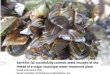 EarthTec QZ successfully controls zebra mussels at the ... · Treatment with 1ppm QZ ensured intake gates remained free of zebra mussels September, 2016 . Copper concentration (ug/L